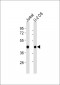 ECA39 Antibody